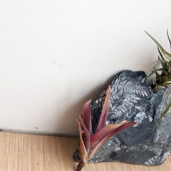 NATURE Garden ART Fossil fern slab airplant decor White Fern Frond - Picture 4 of 8